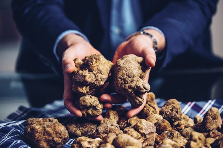 All About White Truffles