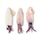 Squid Tubes