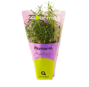 Potted Rosemary