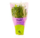 Potted Thyme