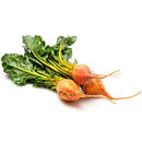 Beet Gold Bunch