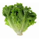 Green Leaf Lettuce