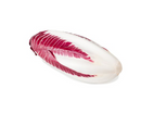 Belgian Red Endive
