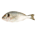 Whole Orata