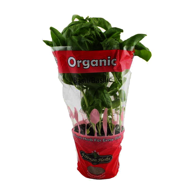 Organic Potted Basil Plant