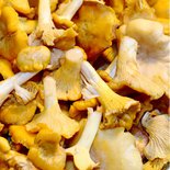 Chanterelle Mushroom