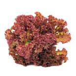 Organic  Red Leaf Lettuce