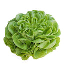 Boston Lettuce