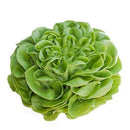 Boston Lettuce Clamshell