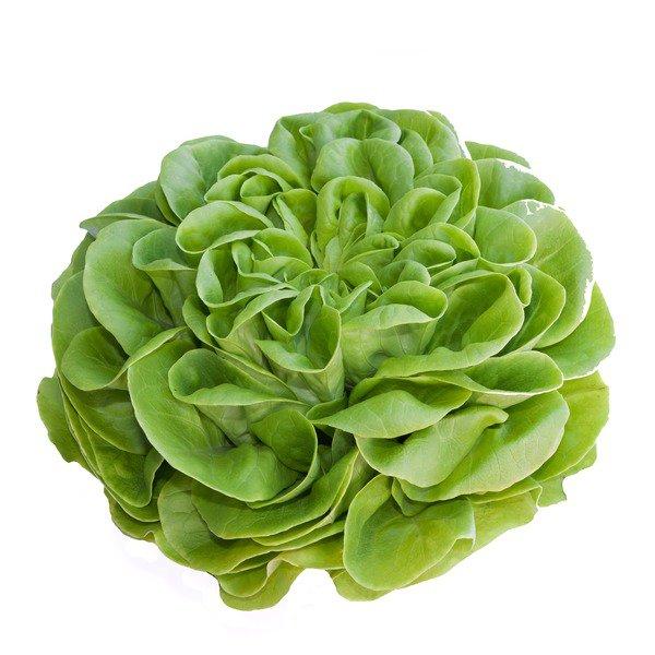 Boston Lettuce