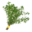 Thyme