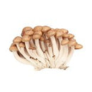 Brown Shimeji Mushroom