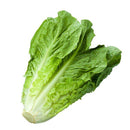 Romaine Lettuce