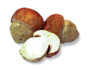 Porcini Mushrooms - 100g
