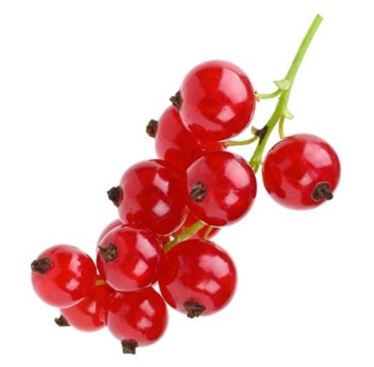 Ontario Red Currants