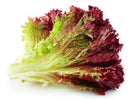 Red Leaf Lettuce
