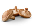 Organic Shiitake Mushroom